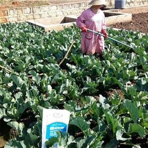 《藍(lán)駿大量元素水溶肥》12月7日花椰菜實(shí)驗(yàn)地已完成