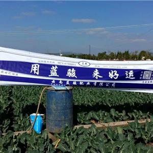 我公司在云南大規(guī)模范圍試驗(yàn)田第5站《花椰菜的試驗(yàn)田》